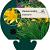 Hemerocallis middendorffii Pot 9 cm