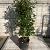Elaeagnus ebb. 'Compacta' Pot 15 liter 100 - 125 cm