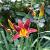 Hemerocallis 'Red Rum' Pot 9 cm