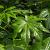 Fatsia japonica Pot 5 Liter 60 - 80 cm