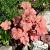 Heuchera 'Caramel' Pot 9 cm