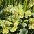 Heuchera 'Green Spice' Pot 9 cm