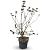 Viburnum burkwoodii Pot 12 liter 80 - 100 cm