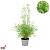 Fargesia nitida 'Gansu 95/2' Pot 5 Liter 60 - 80 cm