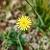 Hieracium pilosella Pot 9 cm