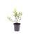 Hydrangea pan. Magical Matterhorn Pot 1,5 liter