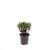 Pinus mugo mugo Pot 1,5 liter