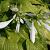 Hosta 'Royal Standard' Pot 9 cm