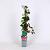 Parthenocissus tr. 'Veitch.Robusta' Pot 2 Liter