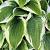 Hosta 'So Sweet' Pot 9 cm