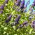 Buddleja d. 'Empire Blue' Pot 3 Liter 