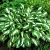 Hosta 'Undulata Mediovariegata' Pot 9 cm