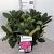 Rhododendron 'Germania' Pot 5 Liter 