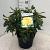Rhododendron 'Nancy Evans' Pot 10 liter