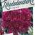 Rhododendron (P) 'Polarnacht' Pot 10 liter