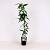 Clematis arm. 'Snowdrift' Pot 2 Liter80 - 100 cm