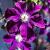 Clematis 'Warszawska Nike' Pot 2 Liter