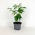 Diospyros lotus Pot 12 liter 100 - 125 cm