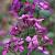 Lunaria annua Pot 9 cm