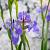 Iris versicolor Pot 9 cm