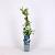 Vaccinium c. 'Bluejay' Pot 2 Liter