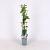Vaccinium c. 'Jersey' Pot 2 Liter