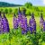 Lupinus 'Gallery Blue' Pot 9 cm