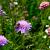 Knautia arvensis Pot 9 cm