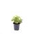 Alchemilla mollis Pot 1,5 liter