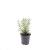 Rosmarinus officinalis Pot 1,5 liter