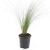 Stipa tenuissima 'Ponytails' Pot 1,5 liter