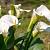 Zantedeschia aethiopica Pot 9 cm