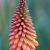 Kniphofia uvaria Pot 9 cm