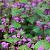 Lamium mac. 'Beacon Silver' Pot 9 cm