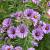 Aster 'Wood's Purple' Pot 2 Liter