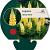 Lupinus 'Gallery Yellow' Pot 9 cm
