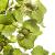 Corylus avellana Pot 3 Liter 60 - 80 cm