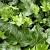 Hedera hel. 'Green Ripple' Pot 2 Liter60 - 80 cm