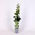 Parthenocissus tr. 'Green Spring' Pot 2 Liter