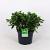 Pittosporum tob. 'Nanum' Pot 5 Liter 