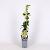 Trachelospermum j. Star of Toscane Pot 2 Liter