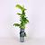 Wisteria flor. 'Issai-naga' Pot 2 Liter