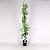 Wisteria sinensis 'Alba' Pot 5 Liter 150 - 175 cm