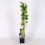 Ribes rub. 'Witte Parel' Pot 2 Liter