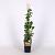 Ribes u.-c. 'Captivator' Pot 2 Liter