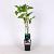 Rubus frut. 'Loch Ness' Pot 2 Liter