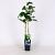 Rubus frut. 'Reuben' Pot 2 Liter