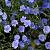 Linum perenne Pot 9 cm