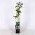Rubus frut. 'Thornfree' Pot 2 Liter