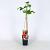 Rubus idaeus 'Zeva' Pot 2 Liter